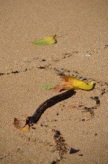Natures Beach Art