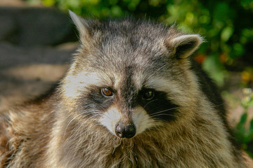 Naklejka na ściany i meble Portrait of a raccoon in the zoo