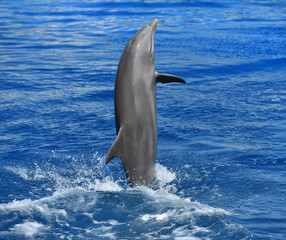 dolphin