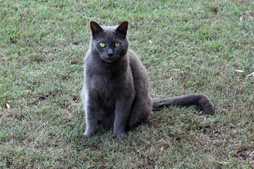 Pretty cat sitting