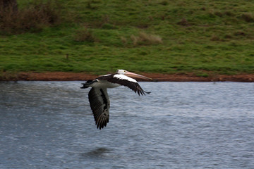 Pelican flying past