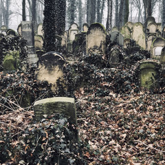 Krakow, Lesser Poland / Poland - Feb 03 2018: New Jewish Cemetery⁩, ⁨Krakow, Poland.