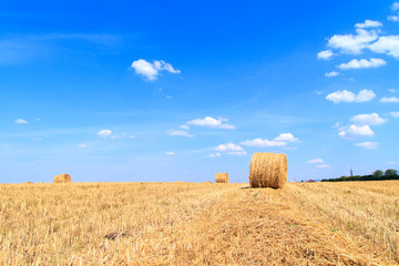 Fototapeta premium Golden straw stubble field in autumn