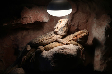 Two iguanas under the bulb