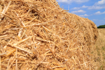 Golden straw stubble field in autumn