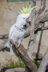 Birdy