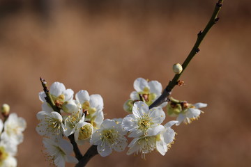 馬見丘陵公園の梅林