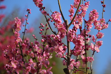 馬見丘陵公園の梅林
