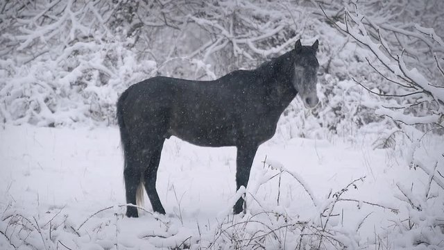 Black Horse In The Blizzard (Slow Motion 120fps)