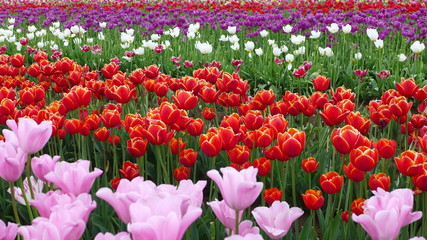 mass of red tulips in flower farm 