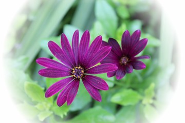 PURPLE AFRICAN DAISY