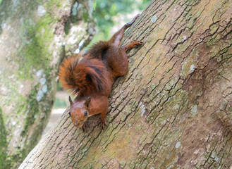 Fototapeta na wymiar squirrel typical of Colombia