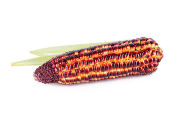 uncooked purple corn on white background