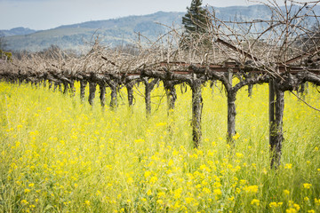 Napa Valley mustard fields