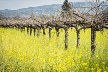  Napa Valley mustard fields © Bruce Shippee