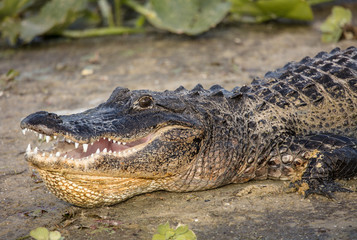 Obraz premium alligator is hissing at you in warning