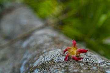 colorful flower in tropical forest