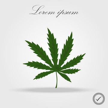 Marijuana, Cannabis leaf icon isolated vector illustration