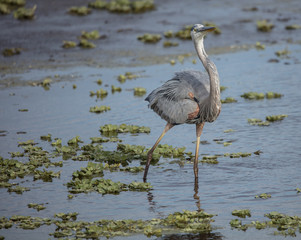 great blue heron stops to look at you