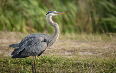 great blue heron on the banks of the wetlands gives you a side profile