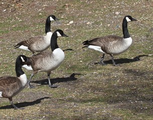 Birds in Nature 19