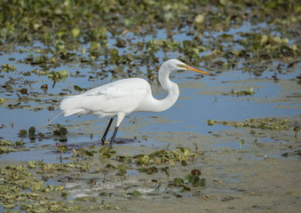 great egret hunts in the lily pads of the wetlands