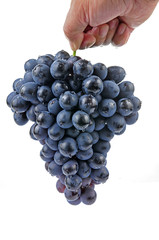 Grapes in white background