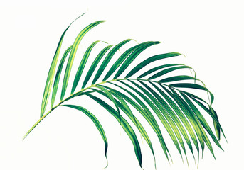 Palm leaves on white background.
