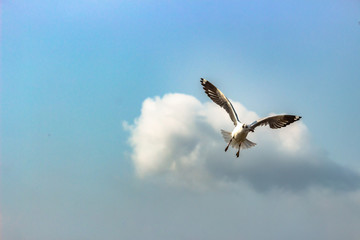 Seagulls flying on sky.