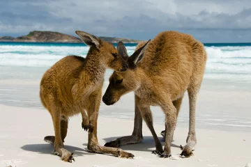 Foto auf Acrylglas Känguru Kängurus auf Lucky Bay - Cape Le Grand National Park - Australien