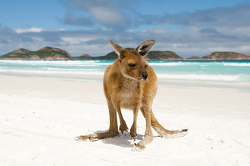 Känguru in der Lucky Bay - Cape Le Grand Nationalpark - Australien