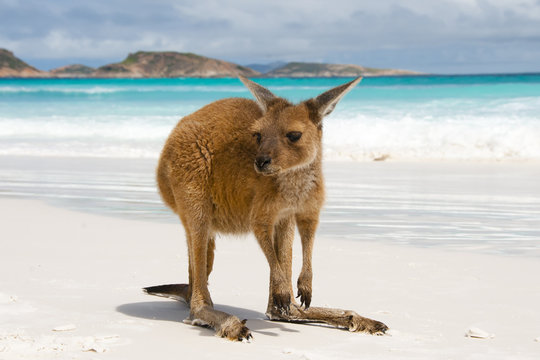 Kangaroo on Lucky Bay - Cape Le Grand National Park - Australia
