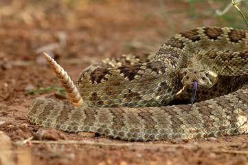 Crotalus scutulatus