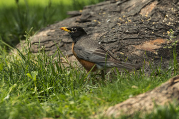 American Robin foraging in grassy area.