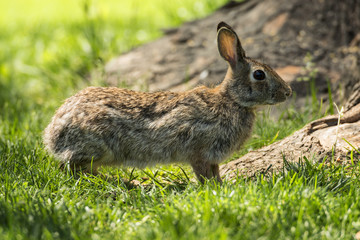 Cottontail Rabbit.