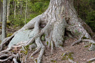 Big pine tree trunk roots at forest © Juhku