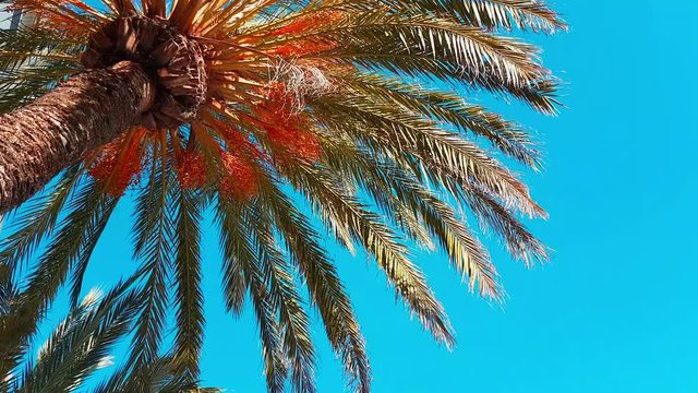 Date Palm Tree With Ripe Fruits And Branches Moving in The Wind, Leaf Palm Tree On Blue Sky - 4K Video
