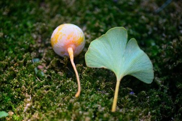 鎌倉荏柄天神社の銀杏
銀杏の葉と銀杏が緑の草の上でいい感じだ。