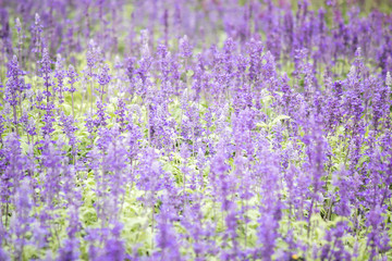 Fototapeta premium Field of Blue salvia flowers.(selective focus)
