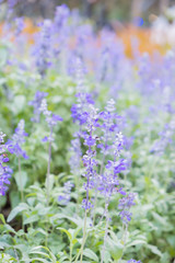 Field of Blue salvia flowers.(selective focus)