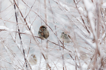 Sparrow in snowy bush at cloudy winter day