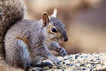 Naklejka na ściany i meble Eastern Gray Squirrel (Sciurus carolinensis) enjoys a snack in beautiful afternoon light