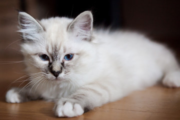 Young adorable white Sacred Birman kitten - 195568834