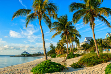 Fototapeta na wymiar A beautiful beach covered with palm trees in the Bahamas.