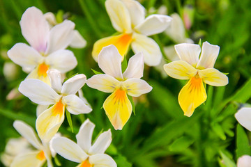 Naklejka premium ビオラ