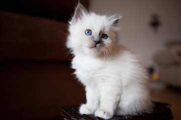 Young adorable white Sacred Birman kitten © Juhku