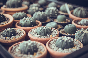 Cactus in put background vintage tone.