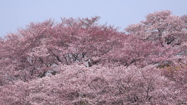 Cherry blossoms in full bloom / panning