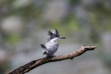 やませみ２