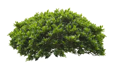 Foto op Canvas green bush isolated on white background. © moderngolf1984